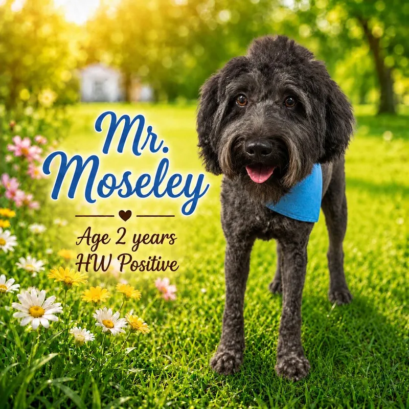 Mr. Moseley