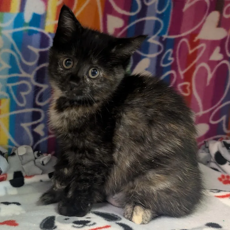 A baby small-sized female Tortoiseshell Domestic Short Hair cat named Phoebe for adoption in Naples, FL