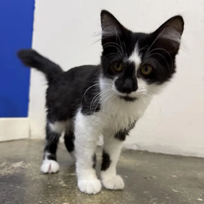 A baby small-sized female Black Domestic Medium Hair cat named Weiss for adoption in Los Angeles, CA