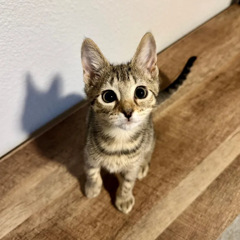 A baby small-sized female Brown / Chocolate Domestic Short Hair cat named Meemie for adoption in Houston, TX