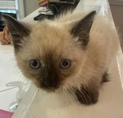 A baby small-sized female Siamese cat named Gem for adoption in Lawrenceville, GA