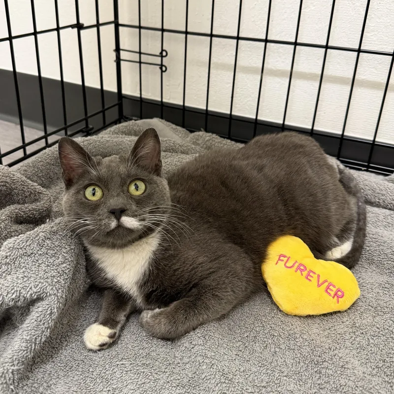 Baby Mouse thumbnail 2