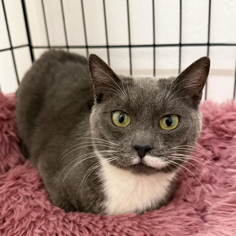 Baby Mouse thumbnail 3