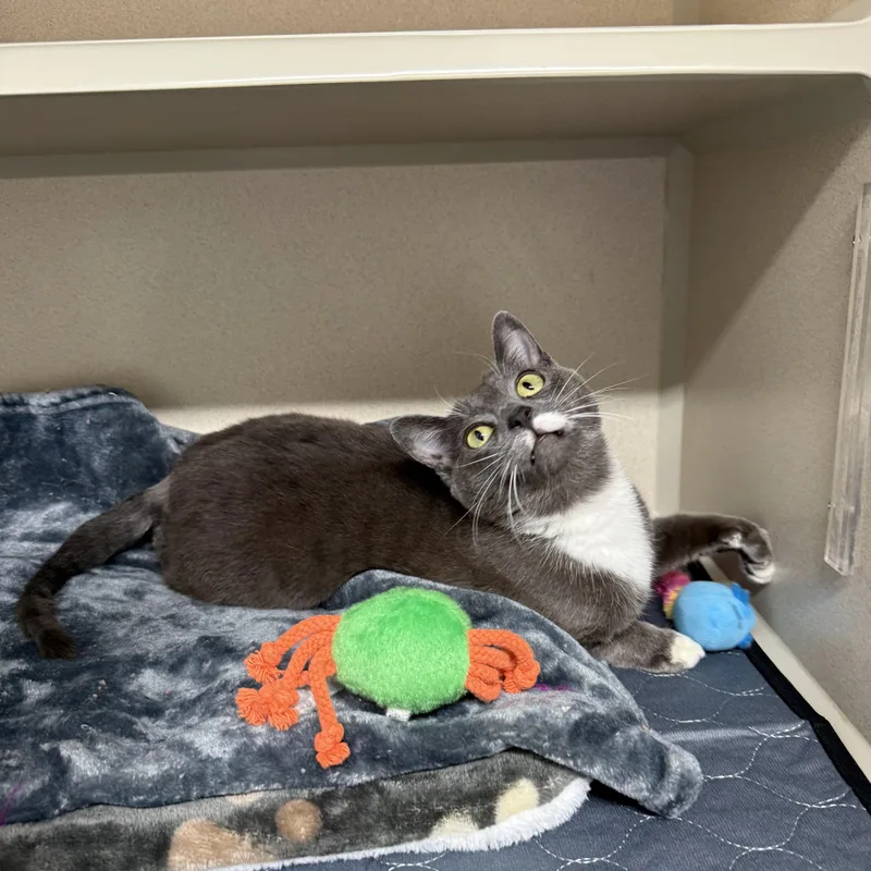 Baby Mouse thumbnail 4