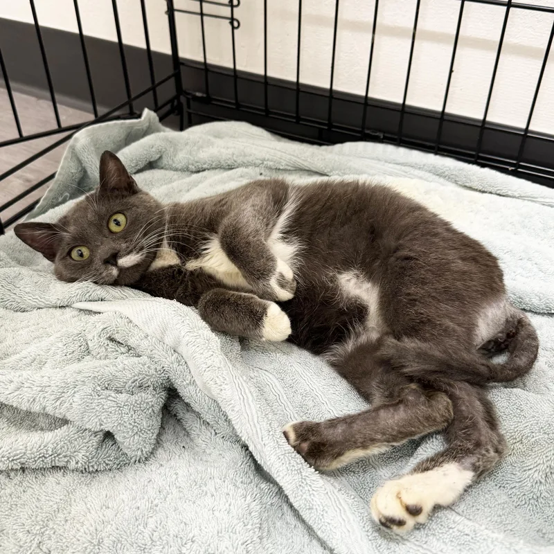 Baby Mouse thumbnail 5