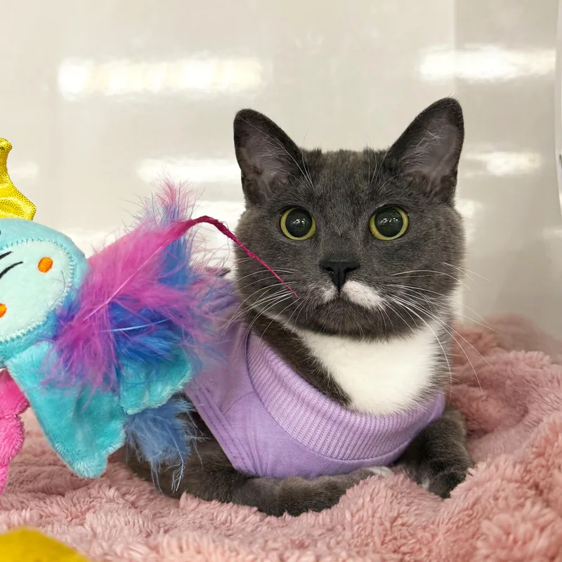 Baby Mouse thumbnail 6