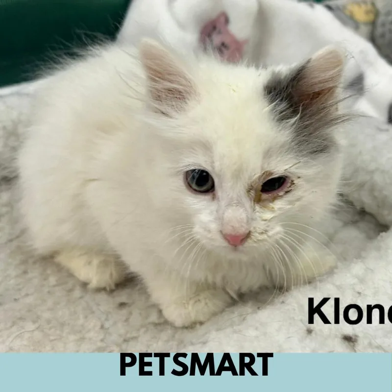 A baby small-sized male Cream / Ivory Domestic Medium Hair cat named Klondike for adoption in Lakewood, CO