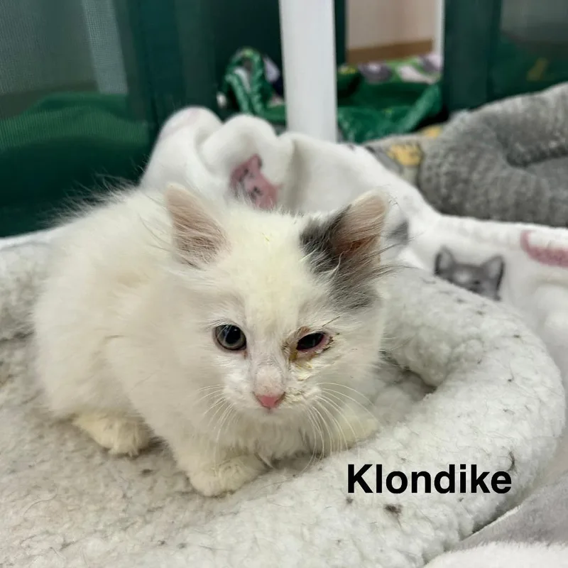 Klondike thumbnail 2