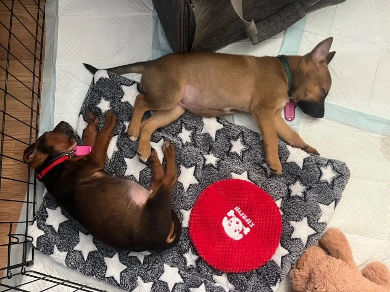 David Bowie thumbnail 2