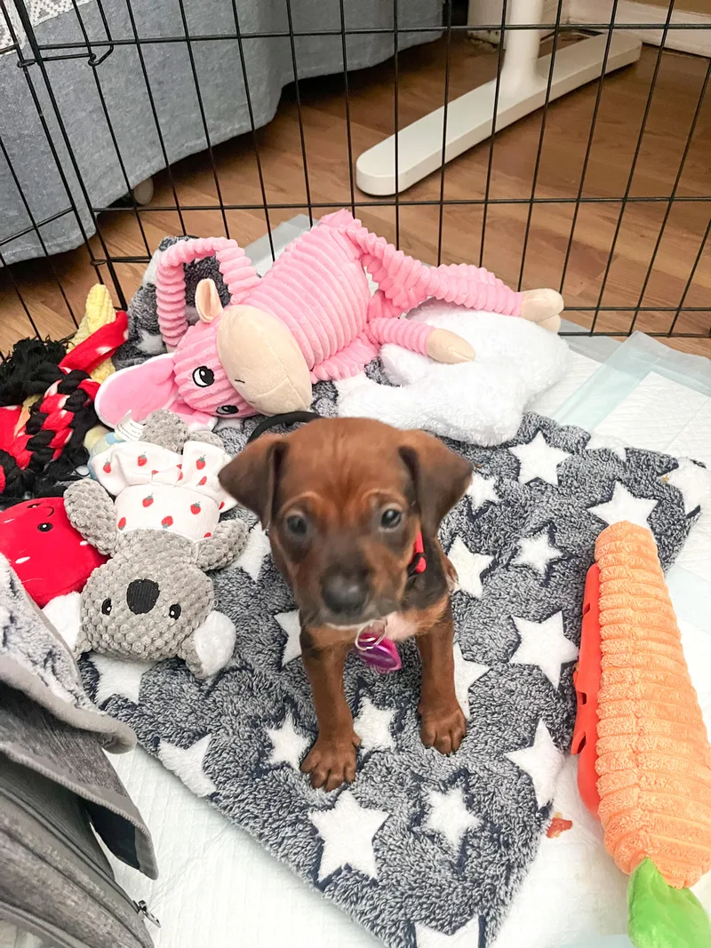 A baby small-sized male Bicolor Cattle Dog dog named David Bowie for adoption in West Hollywood, CA