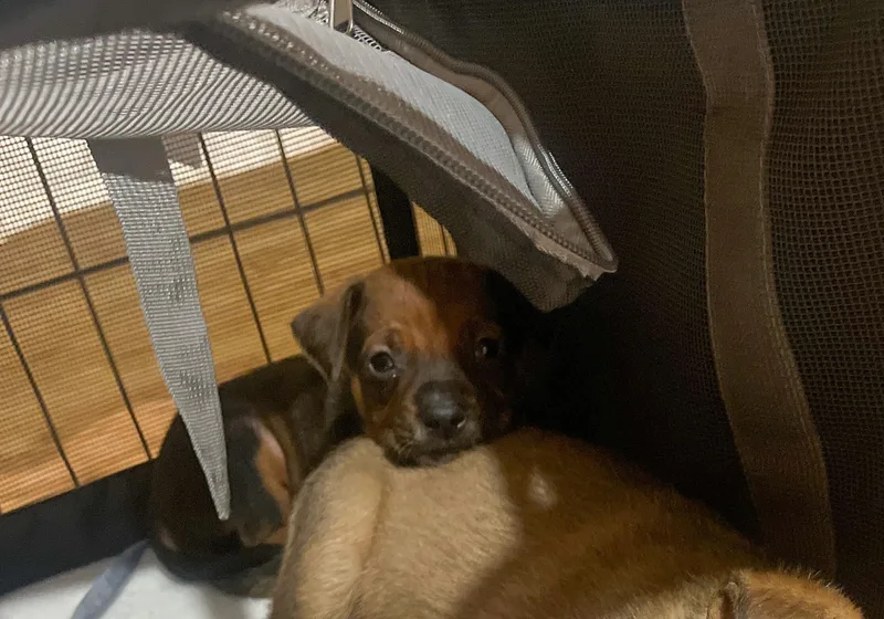 David Bowie thumbnail 4