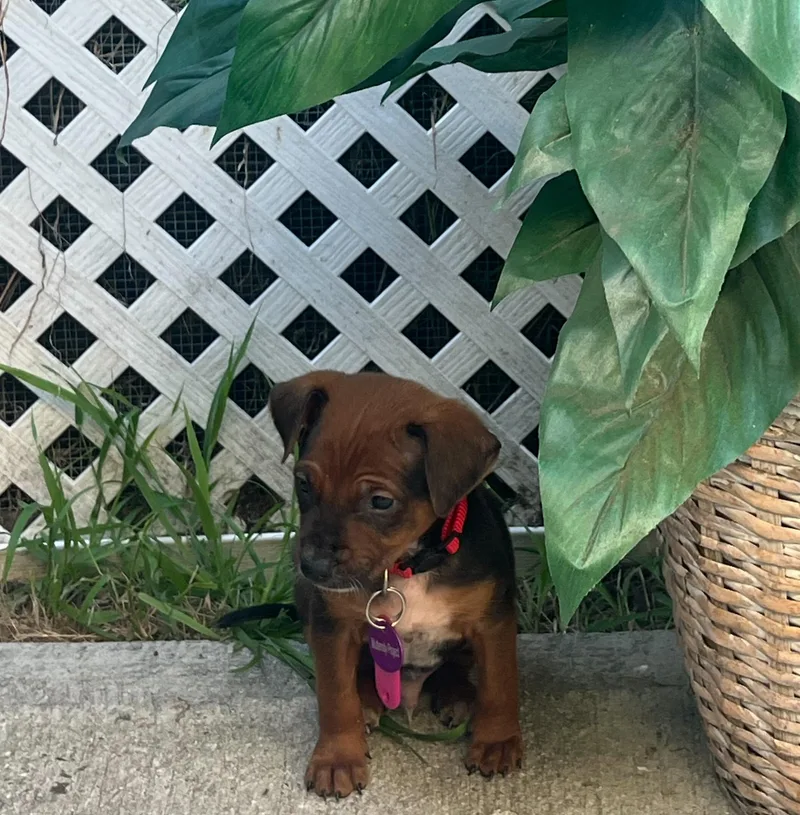 David Bowie thumbnail 5