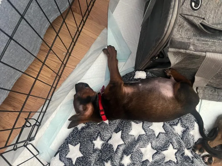 David Bowie thumbnail 6