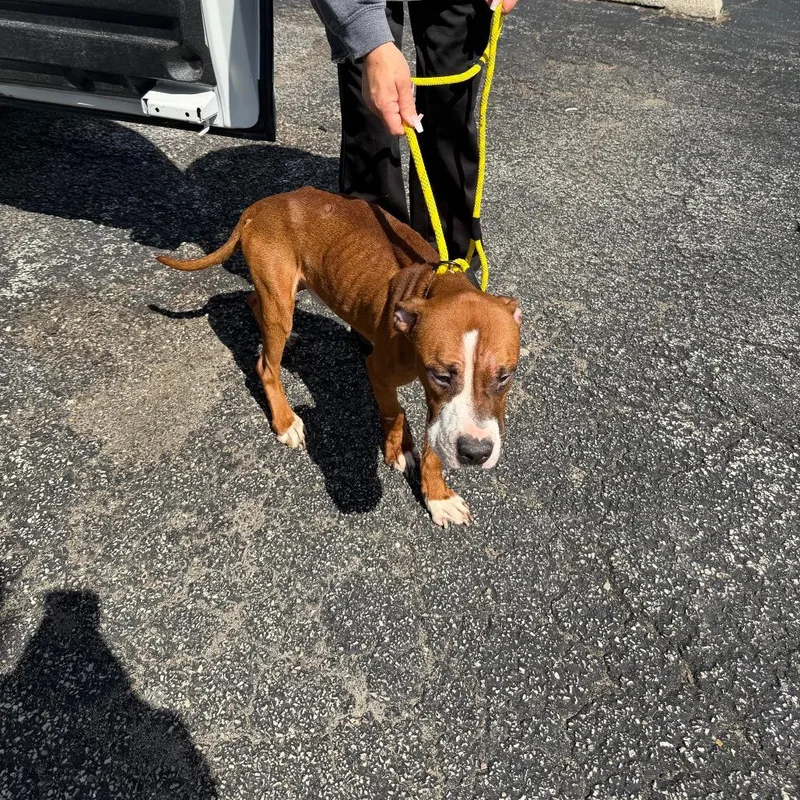A young medium-sized male Brown / Chocolate Pit Bull Terrier dog named Sigmund for adoption in Northbrook, IL