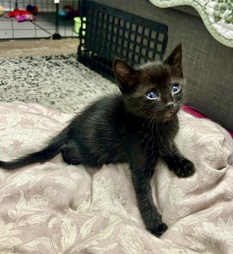 A baby small-sized female Black Domestic Short Hair cat named Danni for adoption in Gardena, CA