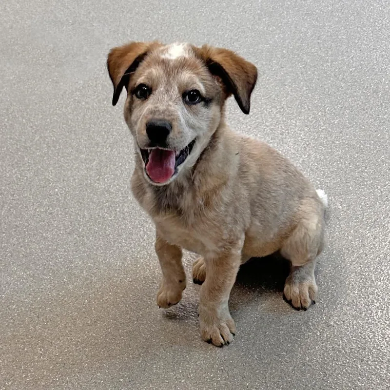 A baby small-sized female White / Cream Mixed Breed dog named Plum for adoption in Hailey, ID