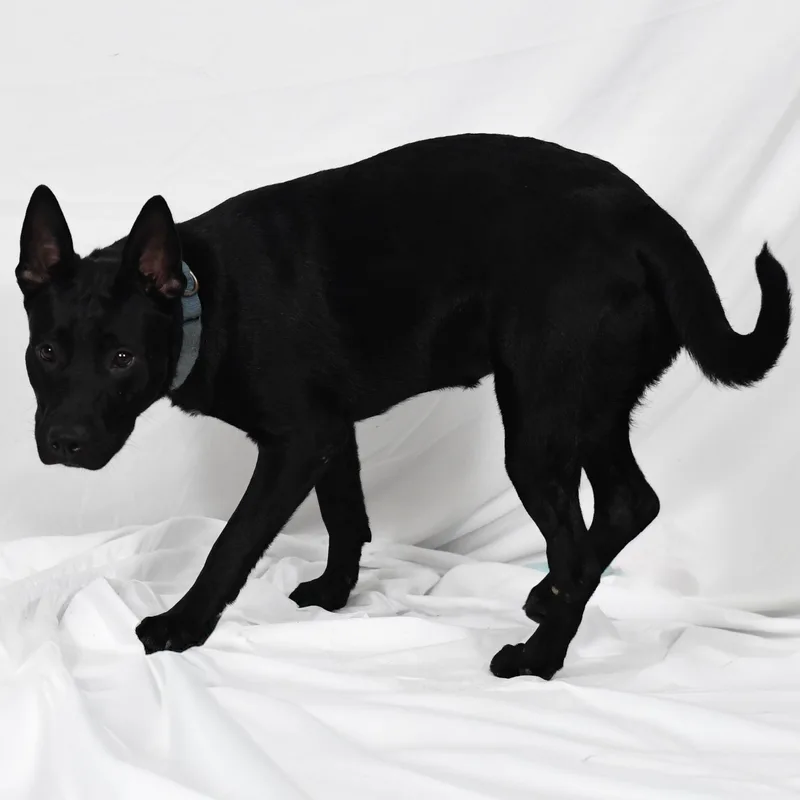 A young medium-sized male Black German Shepherd Dog dog named Merlin for adoption in Defuniak Springs, FL