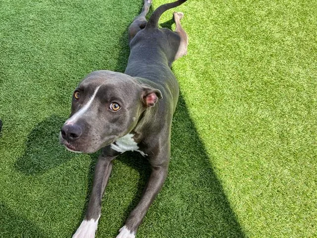 A young small-sized male Pit Bull Terrier dog named Hercules for adoption in Tustin, CA