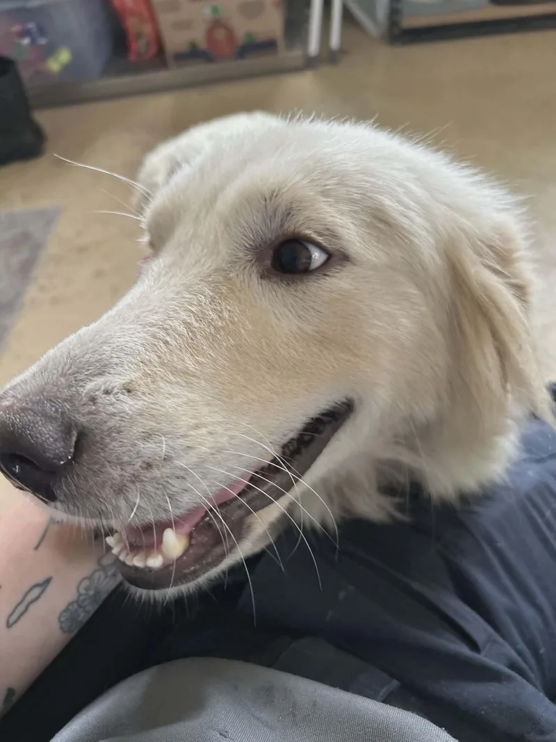 A young large-sized female Great Pyrenees dog named Josephine Sat for adoption in Quinlan, TX