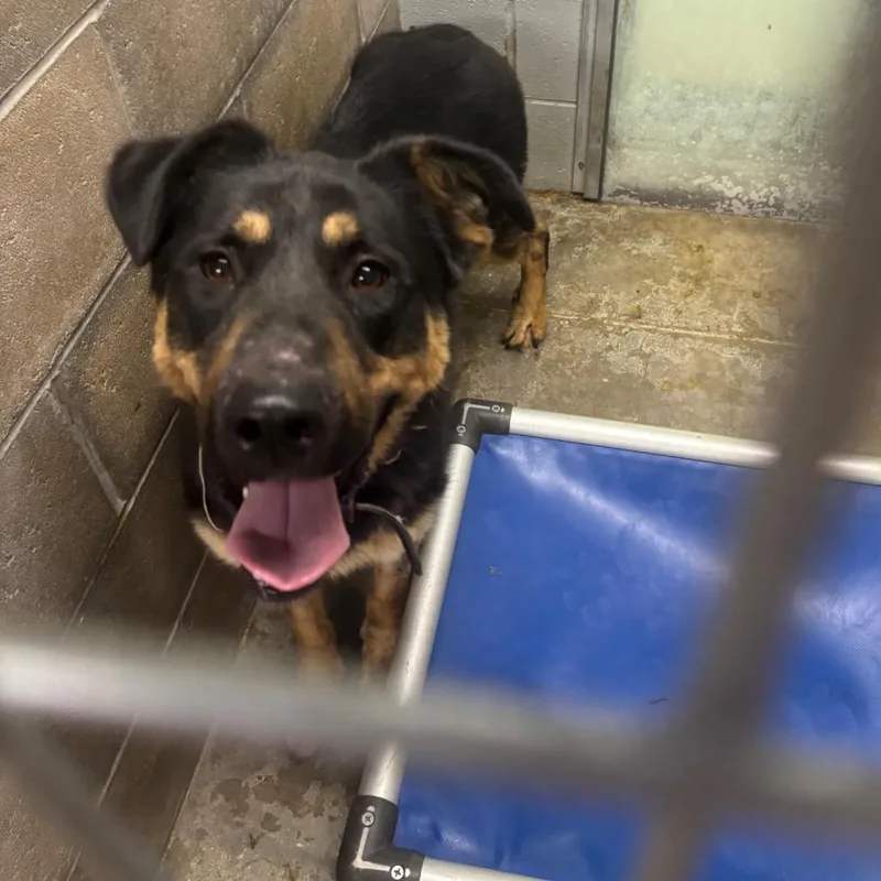 An adult large-sized male Brindle German Shepherd Dog dog named Duke for adoption in Brookfield, MO