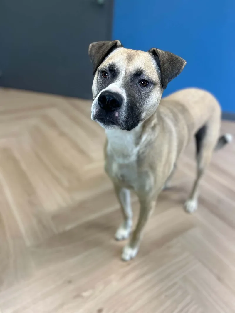 An adult large-sized male Tricolor (Brown, Black, & White) Anatolian Shepherd dog named Rocco for adoption in Manchester, TN