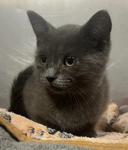 A baby small-sized female Domestic Short Hair cat named Twinkle for adoption in Clinton Township, MI