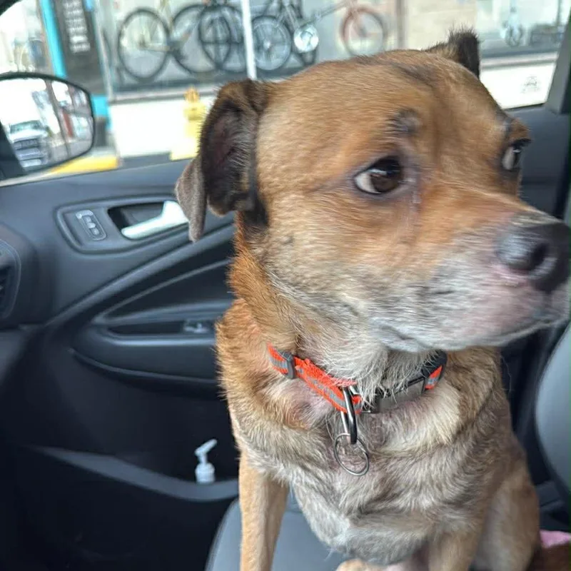 An adult small-sized male Brown / Chocolate Mixed Breed dog named Tater for adoption in Lima, OH