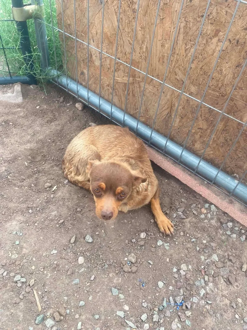 An adult small-sized female Brown / Chocolate Chihuahua dog named Olive for adoption in Uxbridge, MA