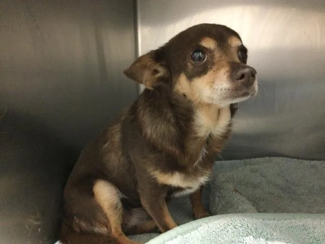 An adult small-sized female Chihuahua dog named Mandy for adoption in Riverside, CA