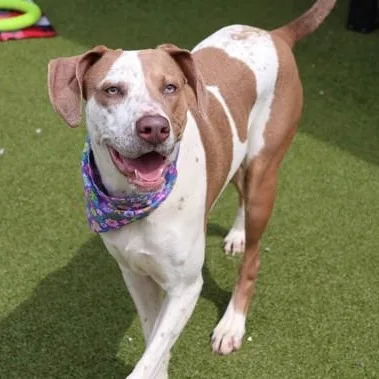 A young large-sized female Mixed Breed dog named Lei Lei for adoption in Athens, GA