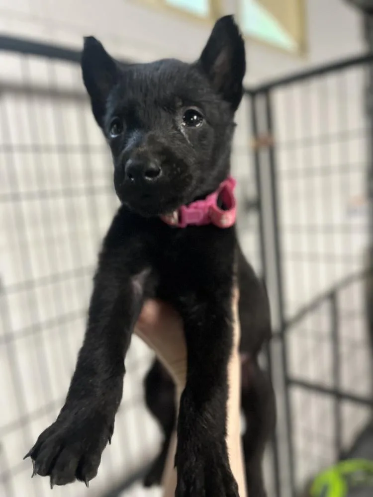 A baby small-sized female Belgian Shepherd / Malinois dog named Dnd Litter Kobold for adoption in Imlay City, MI