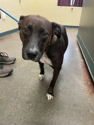 An adult large-sized female Mixed Breed dog named Fay for adoption in Independence, MO