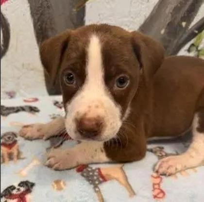 A baby medium-sized male Mixed Breed dog named Gaelic for adoption in West Chester, PA