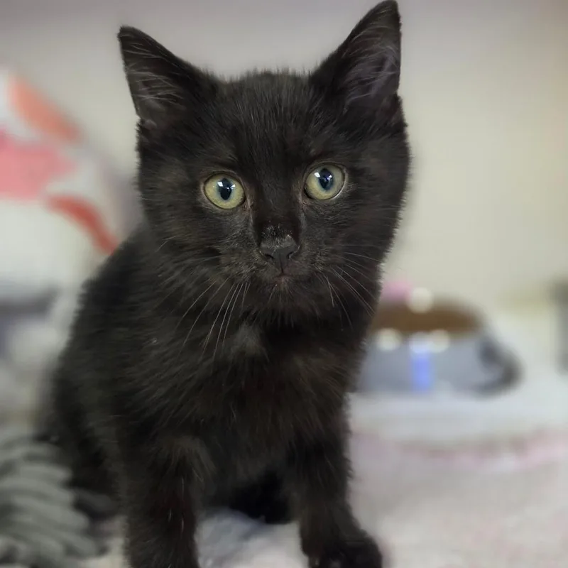 A baby small-sized female Black Domestic Short Hair cat named Miley for adoption in Wantagh, NY
