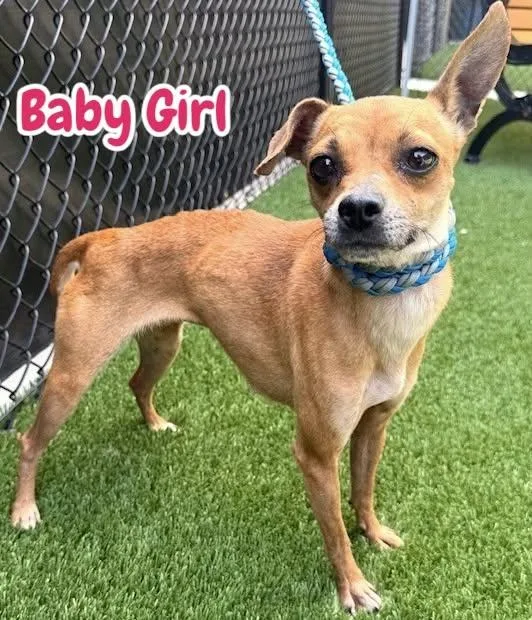 A young small-sized female Chihuahua dog named Baby Girl for adoption in Carmel, NY