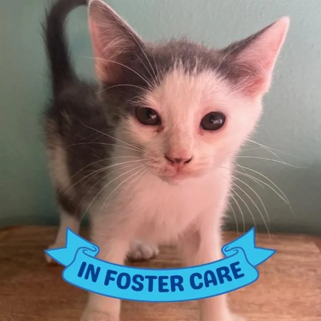 A baby small-sized male Domestic Short Hair cat named Garnet for adoption in Tallahassee, FL