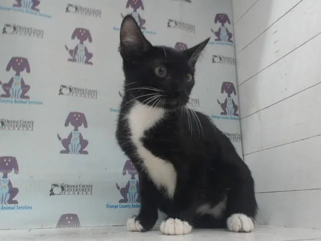 Oreo