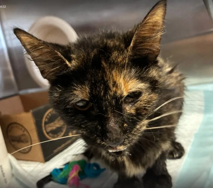 An adult medium-sized female Tortoiseshell Domestic Short Hair cat named Sally for adoption in Cincinnati, OH