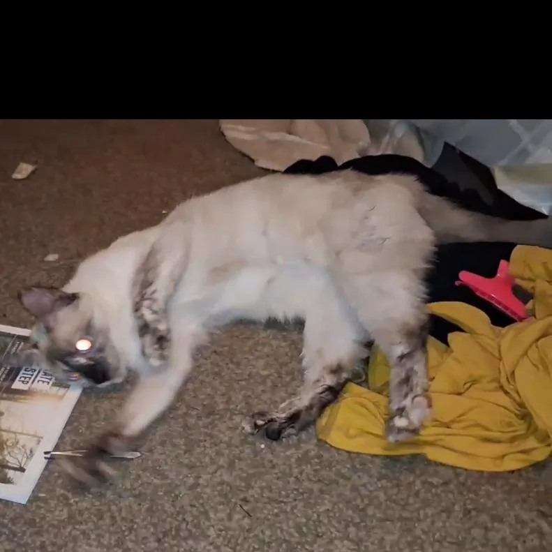 A young medium-sized female White Siamese cat named Felicia for adoption in League City, TX