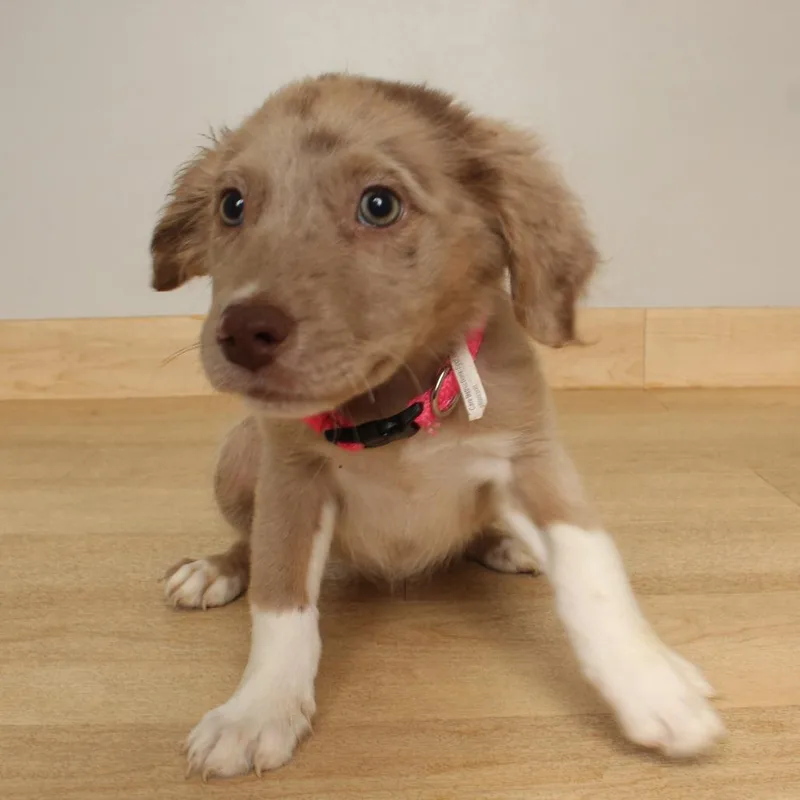 A baby medium-sized female Brown / Chocolate Australian Shepherd dog named Bikkie D for adoption in Minnetonka, MN