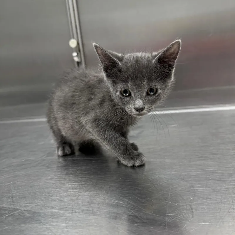 A baby small-sized male Gray / Blue / Silver Domestic Short Hair cat named Grunon for adoption in Normal, IL