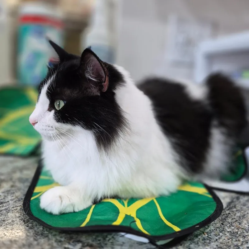 An adult medium-sized female Black Domestic Long Hair cat named Amery for adoption in Bismarck, ND
