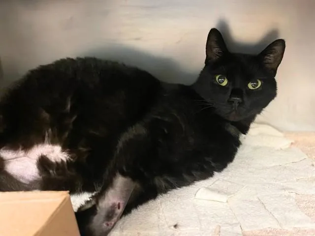 A senior small-sized female Domestic Short Hair cat named Iridescence for adoption in Fort Wayne, IN