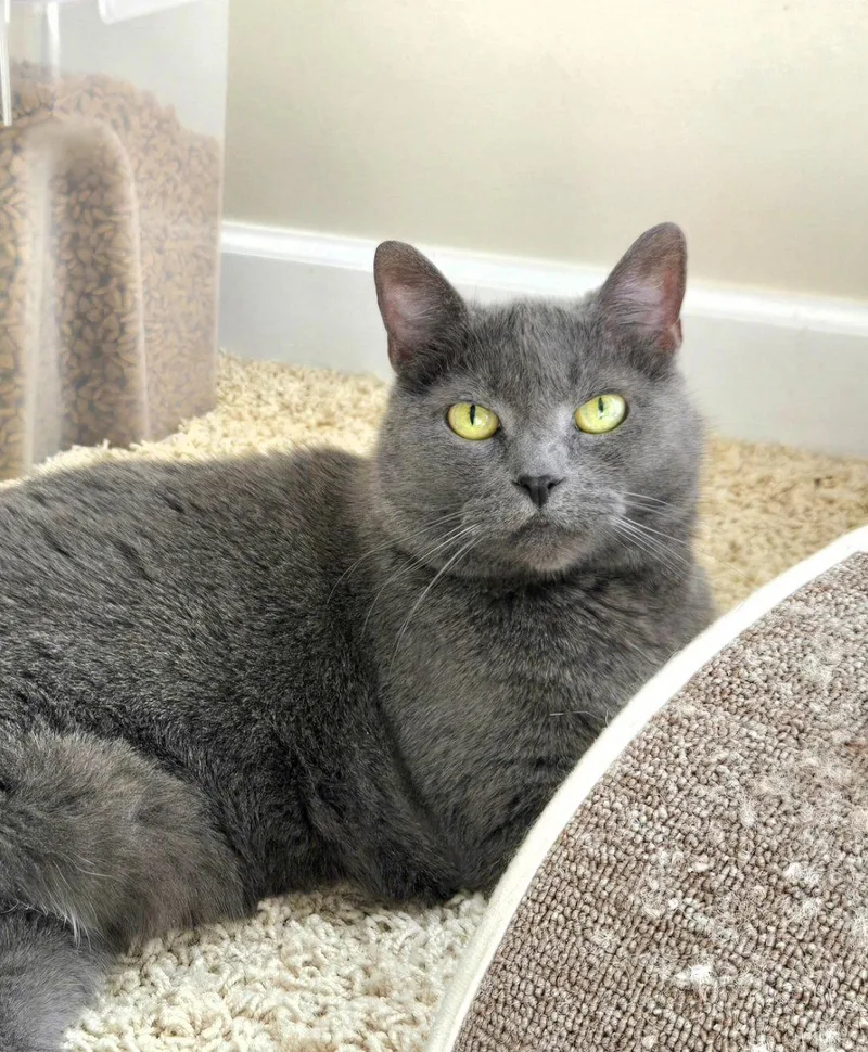 An adult medium-sized female Gray / Blue / Silver Domestic Short Hair cat named Soap for adoption in Wheaton, IL