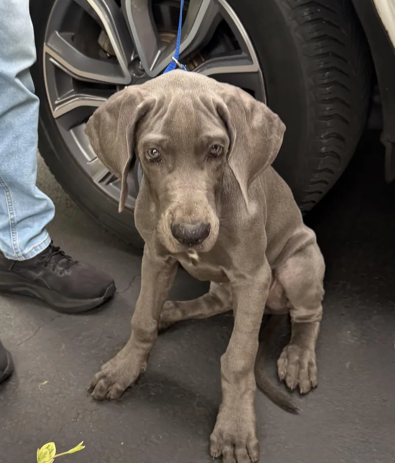A baby large-sized male Great Dane dog named Humphrey for adoption in Havertown, PA