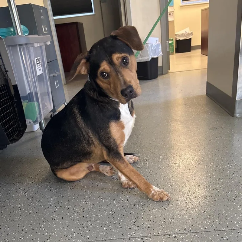 An adult medium-sized male Black Hound dog named Roscoe for adoption in Galax, VA
