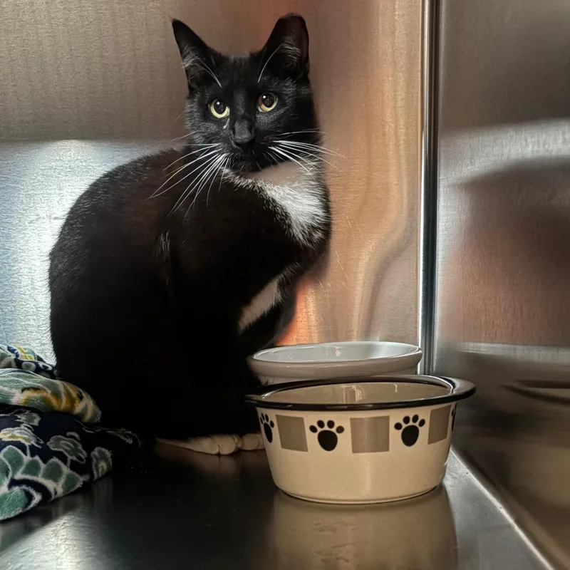 Sylvester thumbnail 2