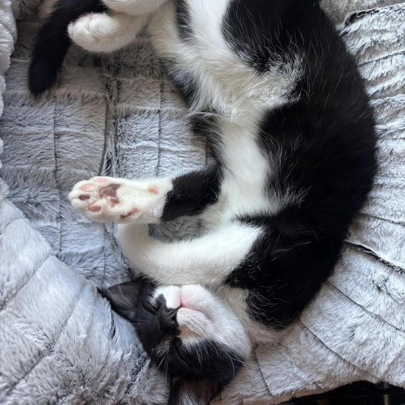 A baby small-sized male Black Domestic Short Hair cat named Checkers for adoption in Los Angeles, CA