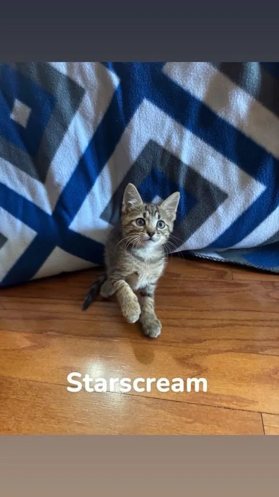 A baby small-sized male Domestic Short Hair cat named Starscream for adoption in Orlando, FL