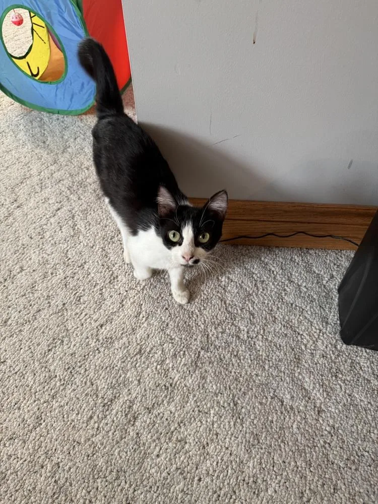 A young small-sized female Black & White / Tuxedo Domestic Short Hair cat named Violet for adoption in Papillion, NE